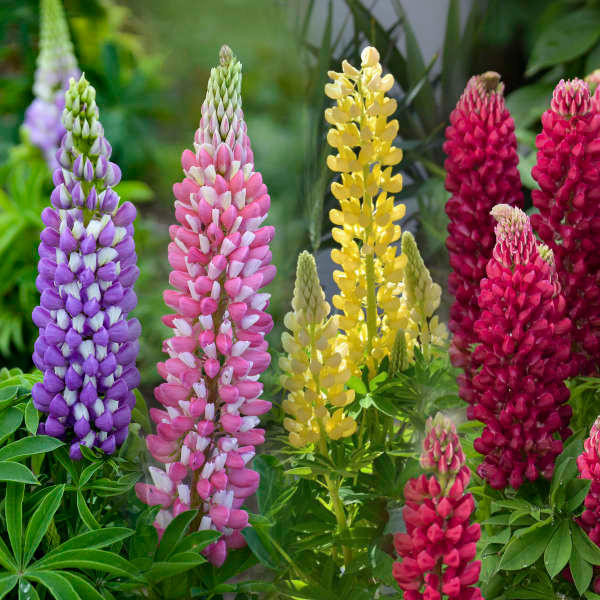 Lupinus MINI GALLERY Series - Mixedshipped from Grower to your door