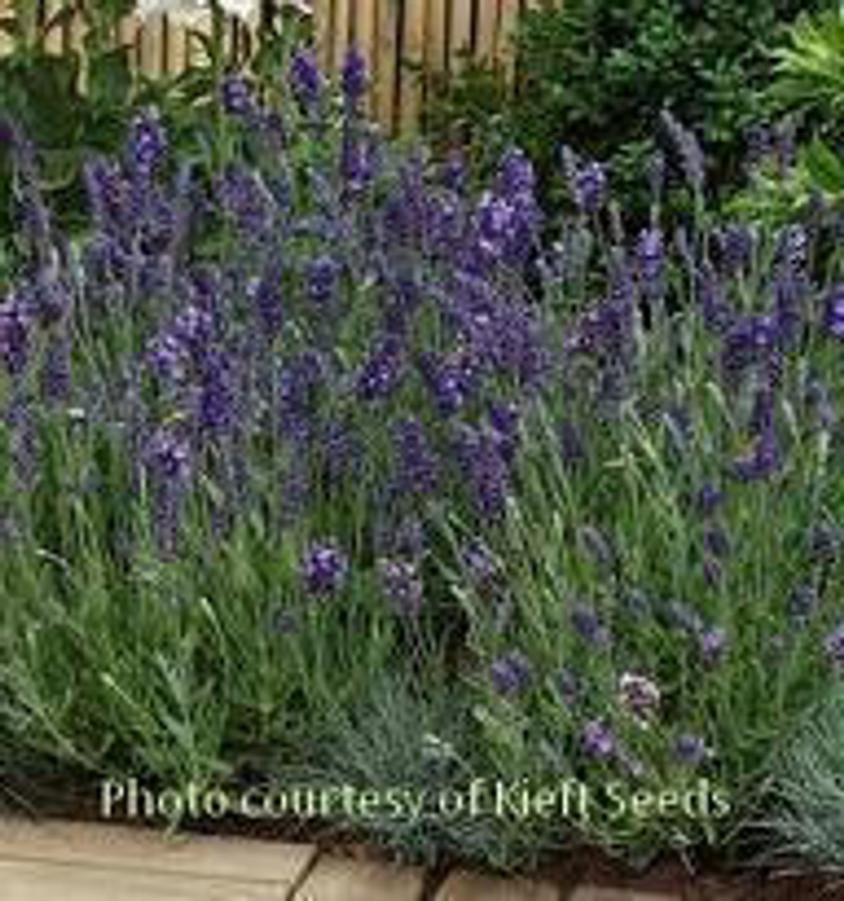 Lavandula angustifolia 'Ellagance Purple' (10)ct Quarts