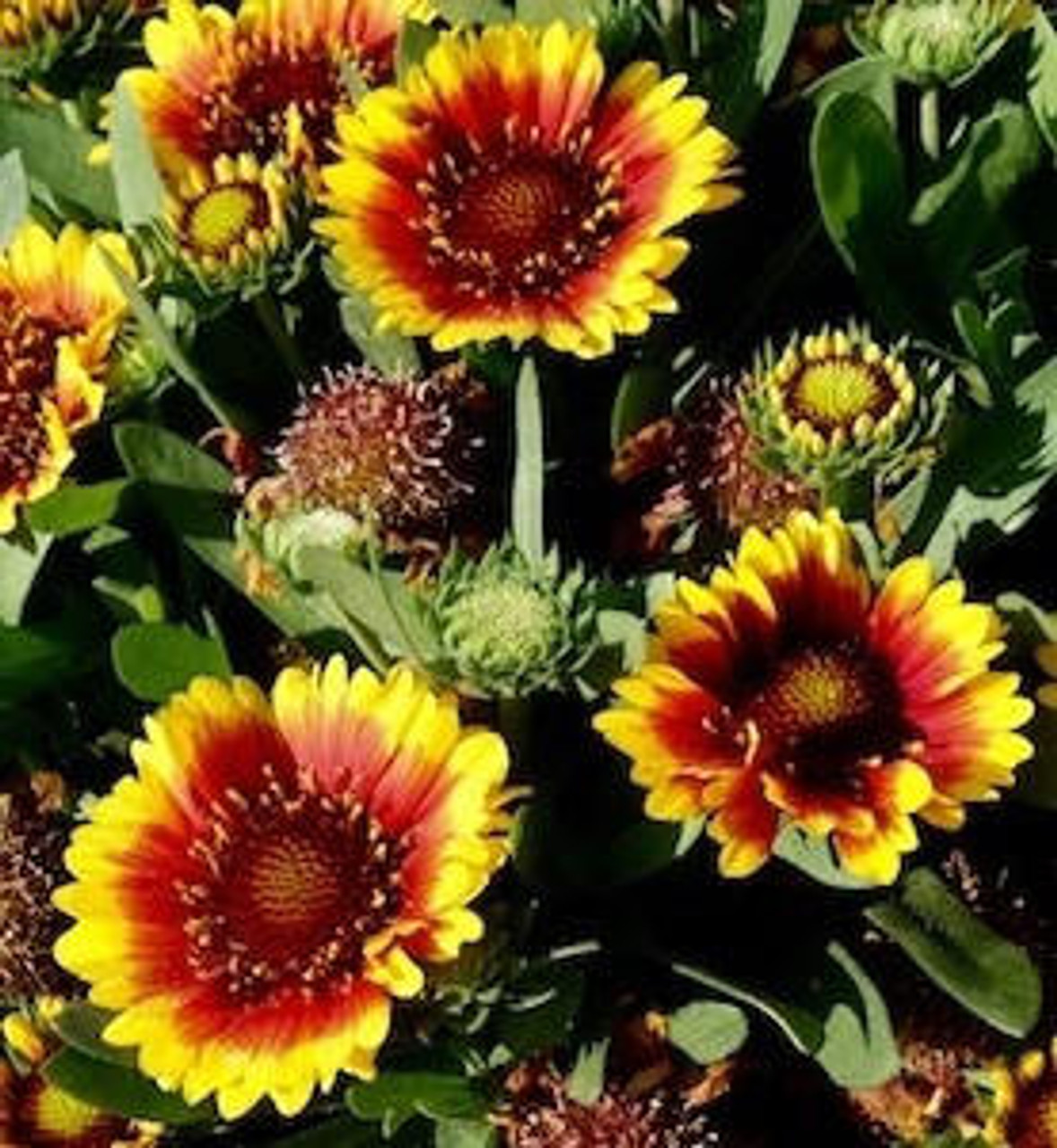 Gaillardia 2025 red starburst