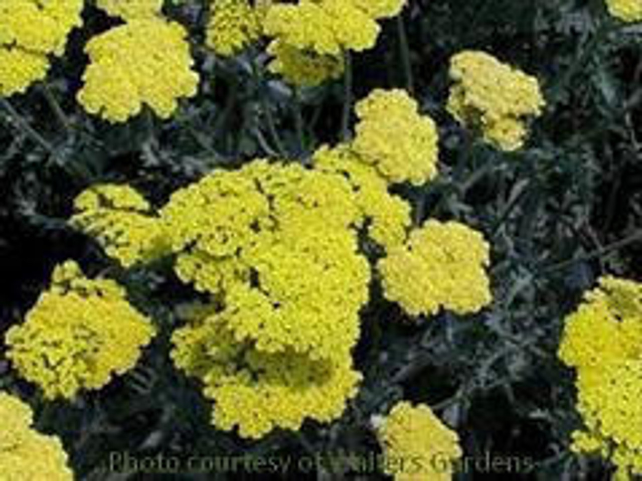 Achillea 'Moonshine' (4) 1-gallons