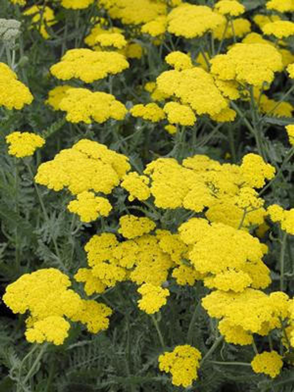 Achillea 'Moonshine' (4) 1-gallons