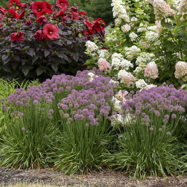 Allium 'Serendipity' shipped from Grower to your door