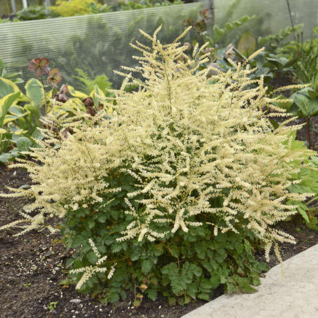 Aruncus 'Chantilly Lace' PP30740 (4) 1-gallons