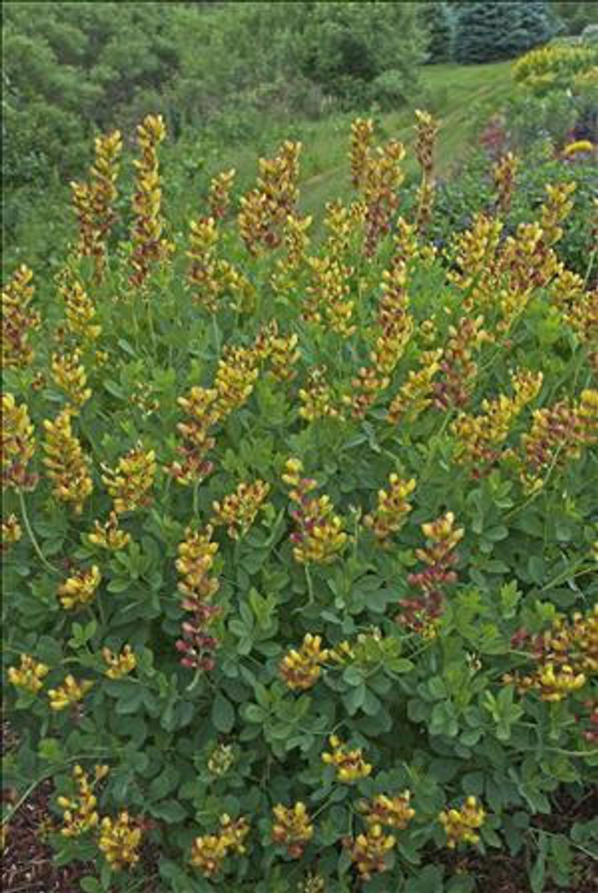 Baptisia DECADENCE 'Cherries Jubilee' PP23907 (4) 1-gallons