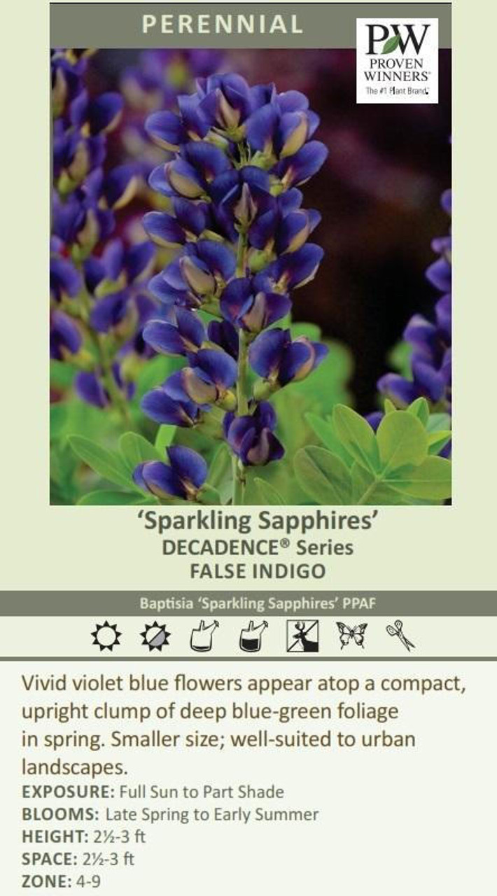 Baptisia DECADENCE 'Sparkling Sapphires' PP27904 (4) 1-gallons