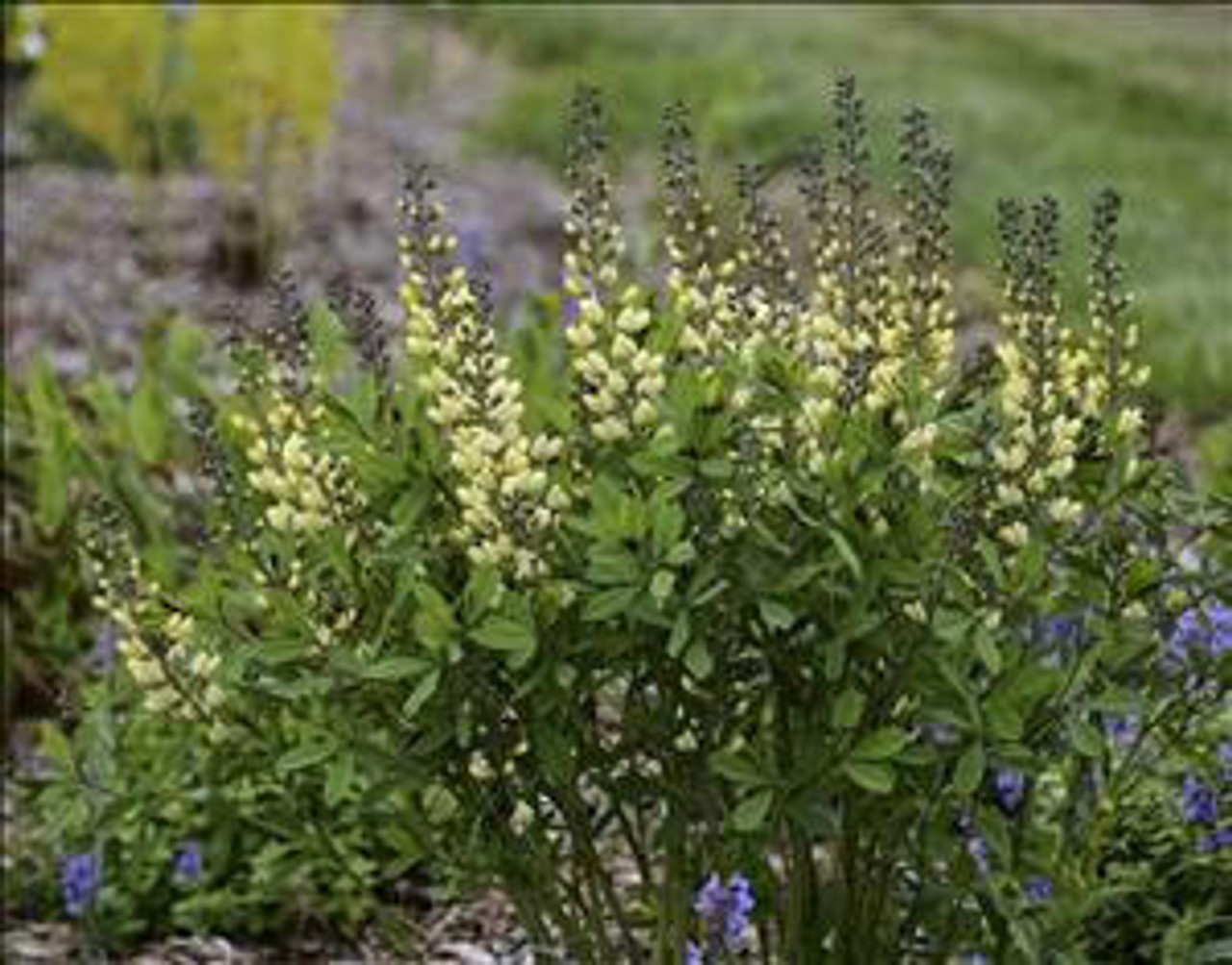 Baptisia DECADENCE 'Vanilla Cream' PP25663 (4) 1-gallons