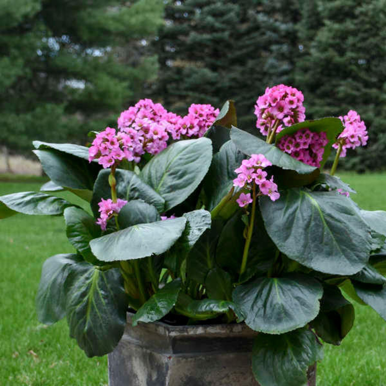 Bergenia 'Miss Piggy' PP32132 (4) 1-gallons