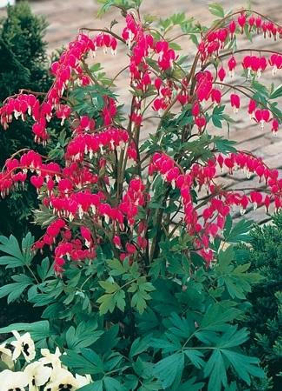 Dicentra spectabilis (4) 1-gallons