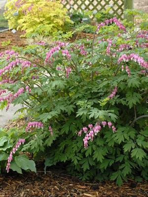Dicentra spectabilis (4) 1-gallons