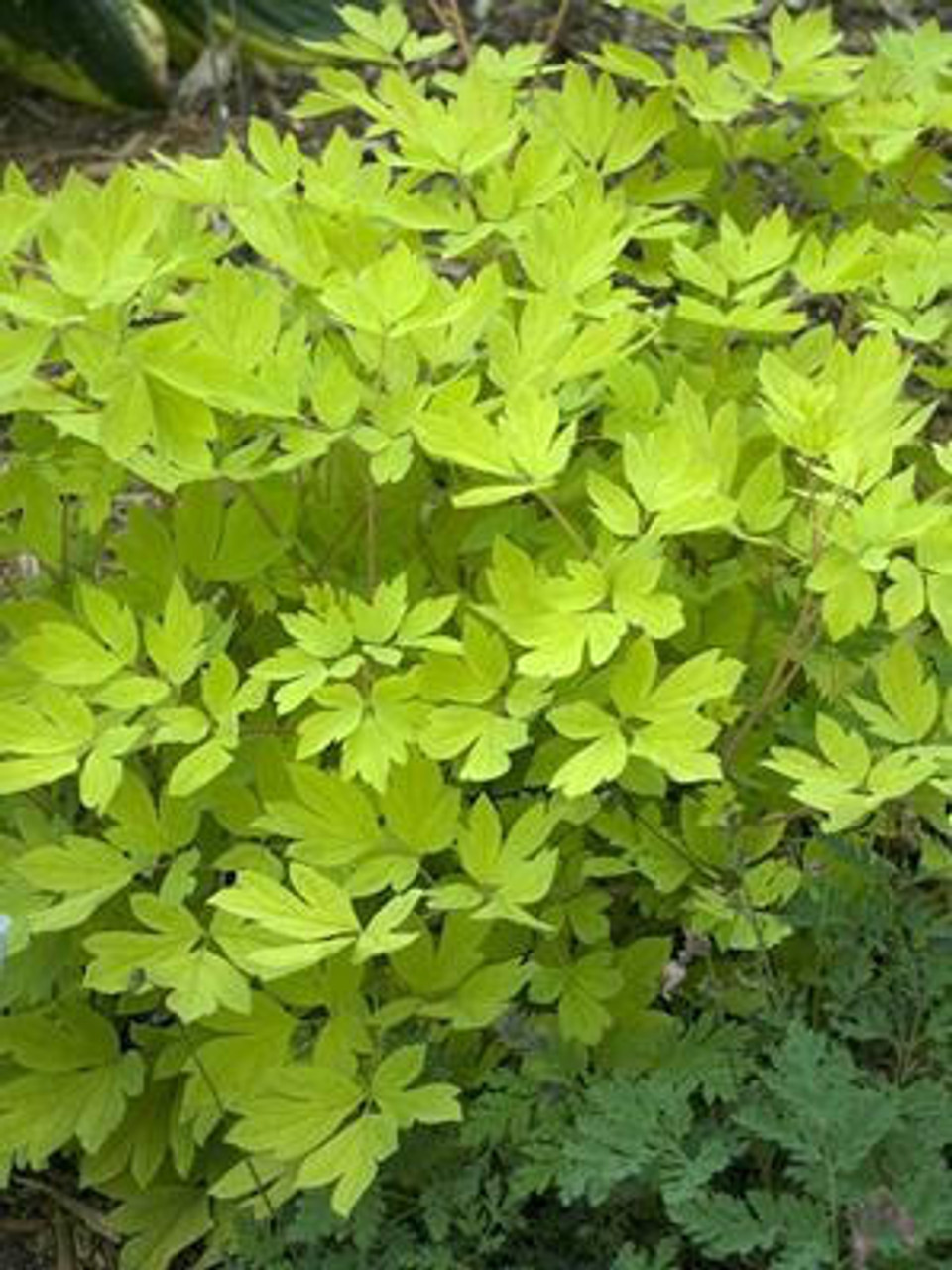 Dicentra spectabilis 'Gold Heart' (4) 1-gallons