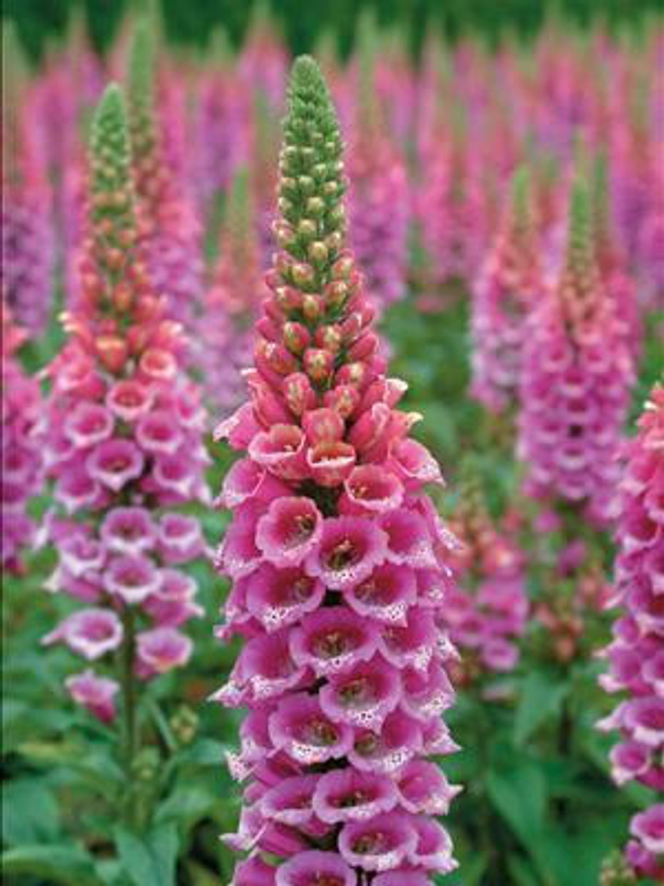 Digitalis p. 'Candy Mountain' (4) 1-gallons