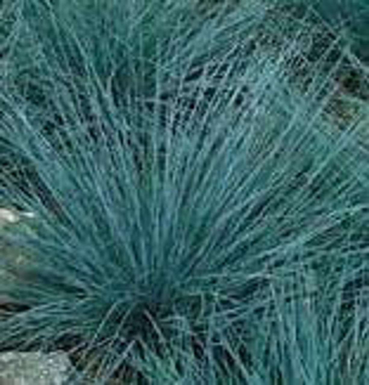 Festuca glauca 'Blue Fescue' (4) 1-gallons