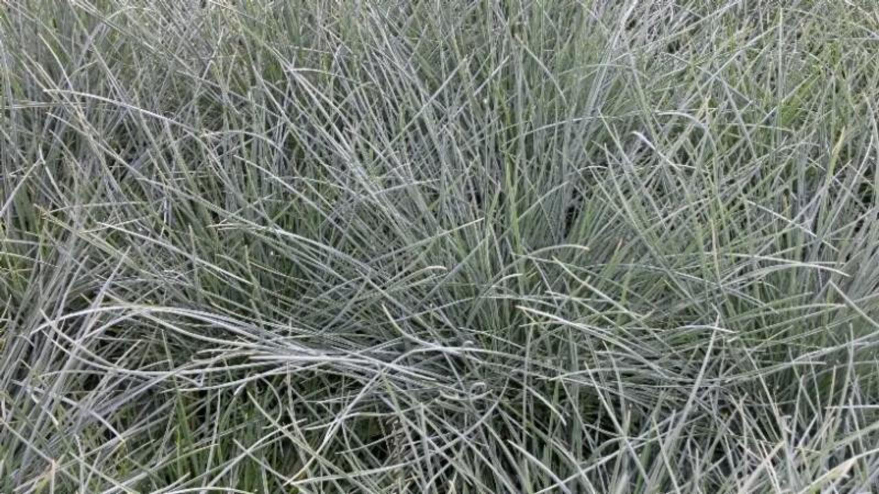 Festuca glauca 'Blue Fescue' (4) 1-gallons