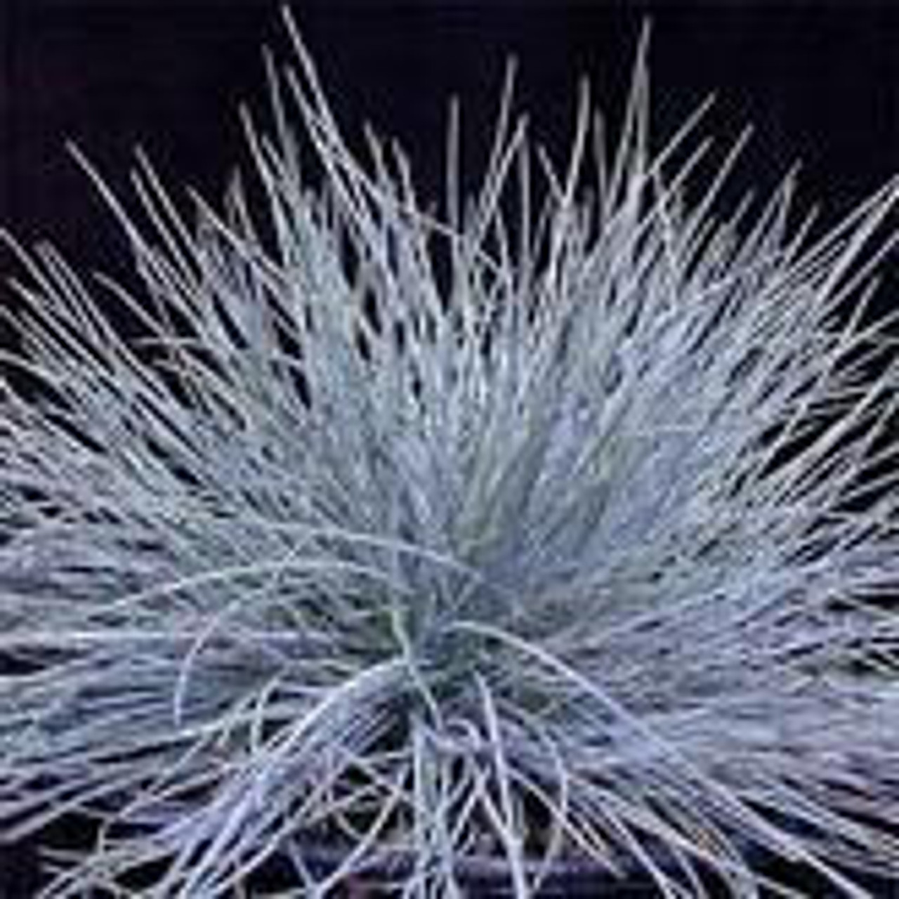 Festuca glauca 'Blue Fescue' (4) 1-gallons