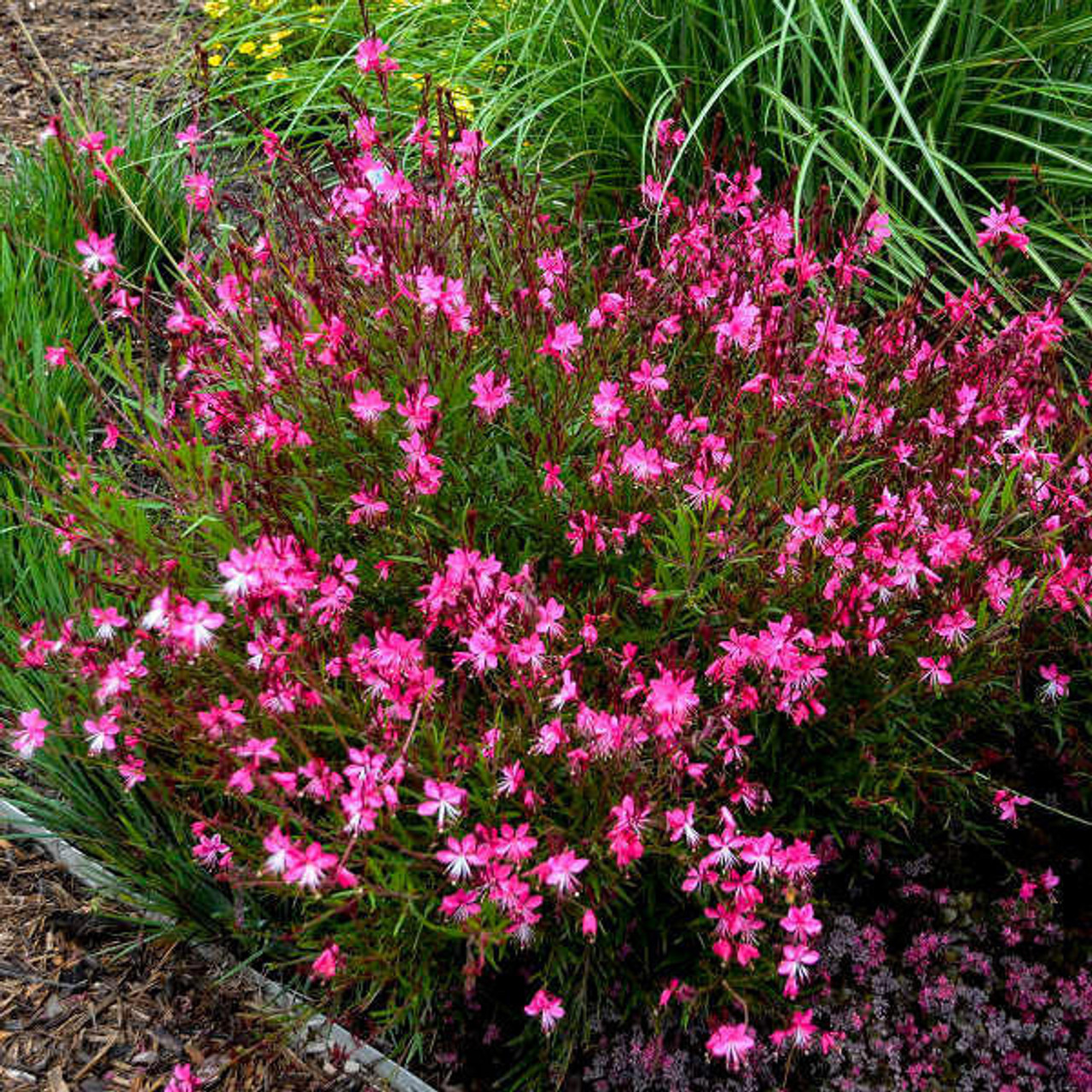 Gaura Belleza 'Dark Pink' PPAF (4) 1-gallons