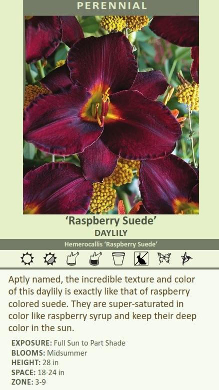 Hemerocallis 'Raspberry Suede' (4) 1-gallons