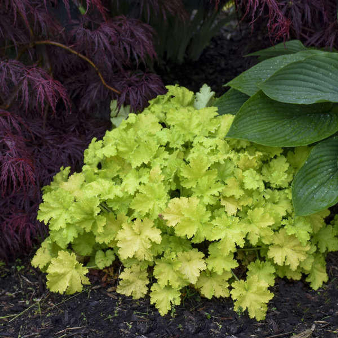 Heuchera 'Twist of Lime' PP30618 (4) 1-gallons