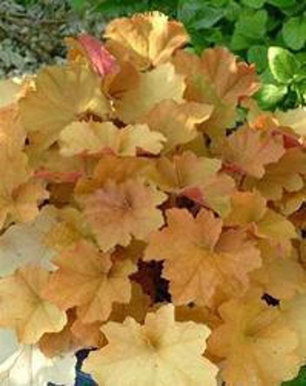 Heuchera 'Caramel' PP16562 (4) 1-gallons