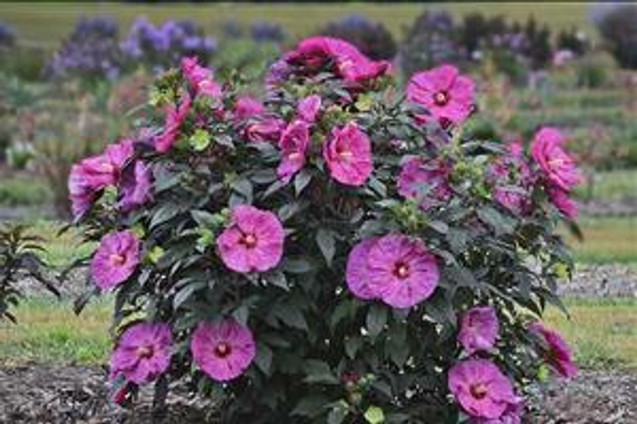 Hibiscus SUMMERIFIC 'Berry Awesome' PP27936 (4) 1-gallons