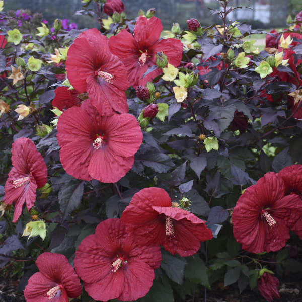 Dehner Riesen Hibiskus