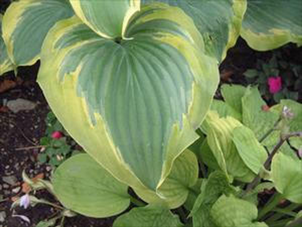 Hosta 'Seducer' PP22413 (4) 1-gallons