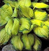 Hosta Copy of 'Stained Glass' (4) 1-gallons