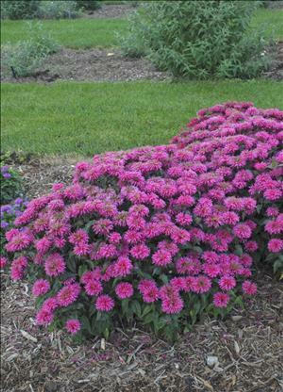 Monarda 'Bubblegum Blast' PP27497 (4) 1-gallons