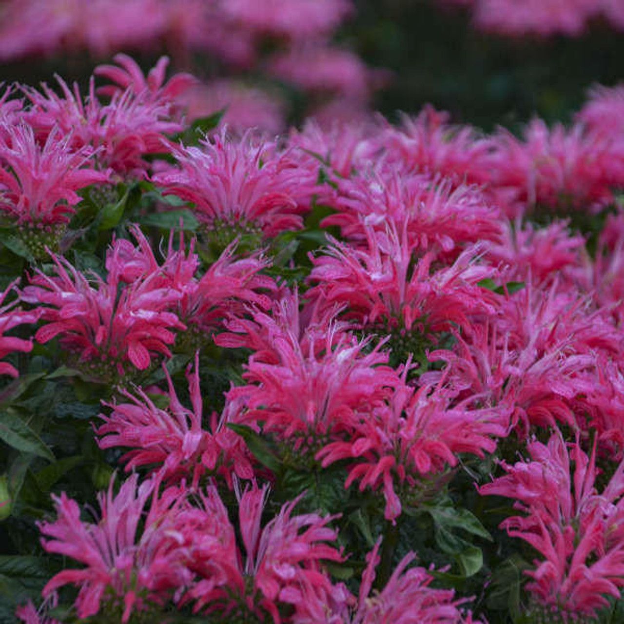 Monarda 'Electric Neon Pink' PP30347 (4) 1-gallons