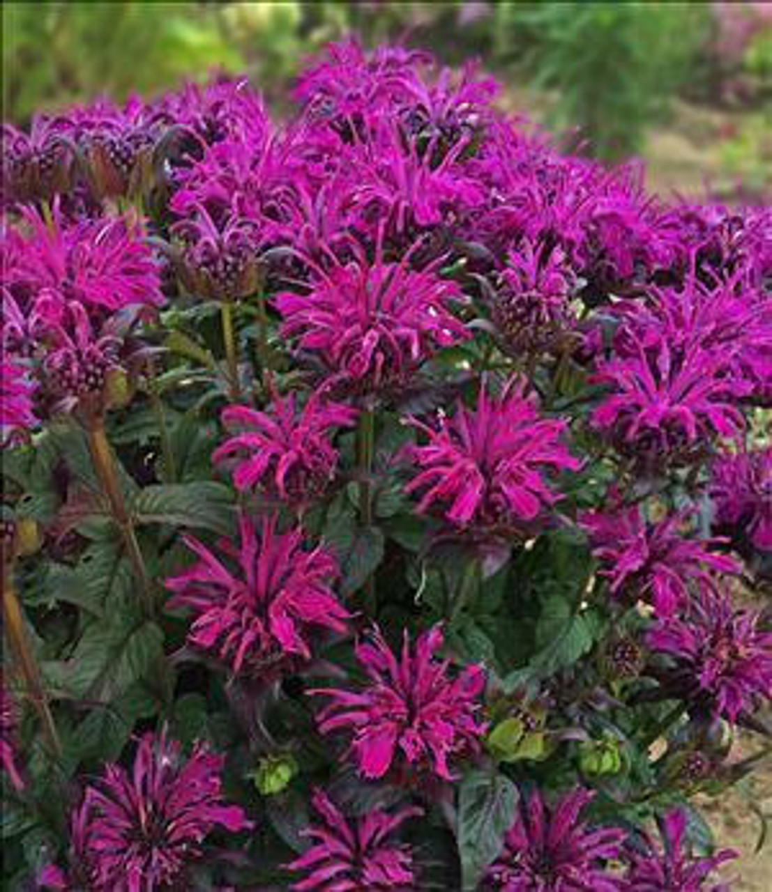 Monarda 'Rockin' Raspberry' PP28752 (4) 1-gallons