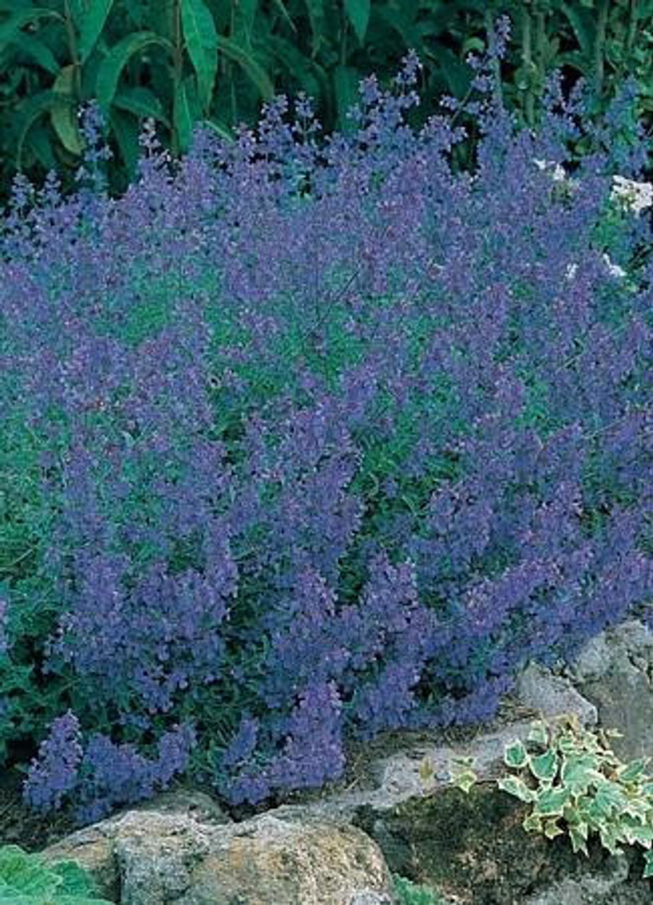 Nepeta faassenii 'Walker's Low' (4) 1-gallons