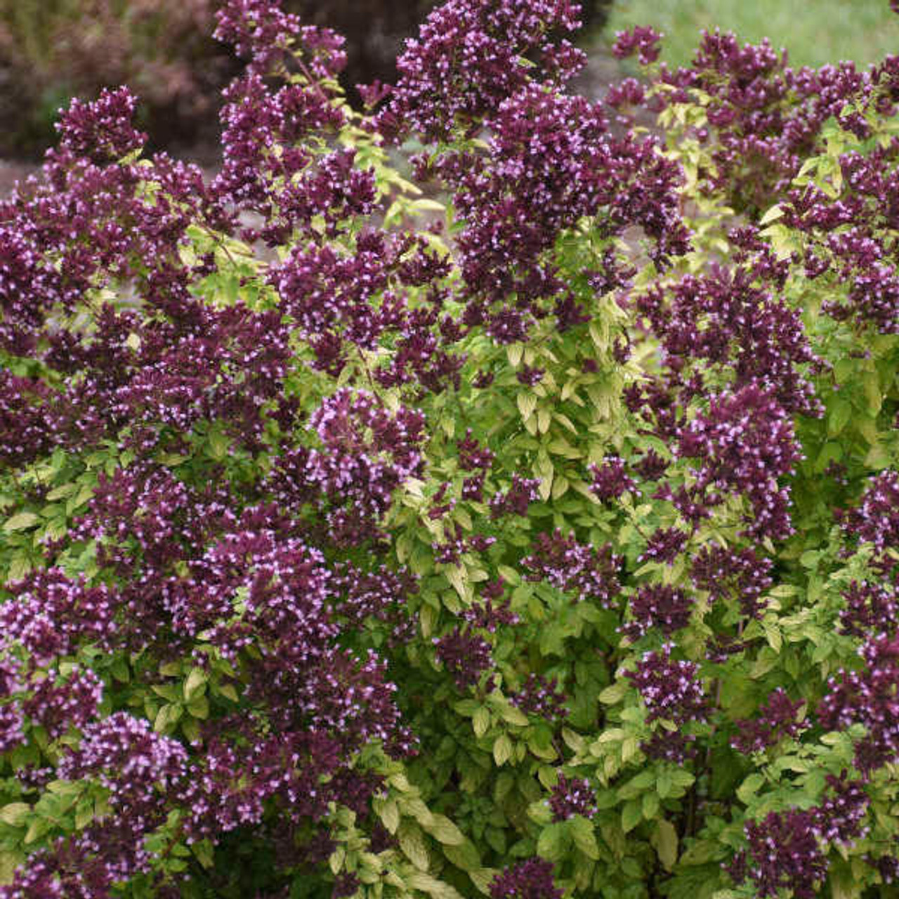 Origanum 'Drops of Jupiter' PP33367 (4) 1-gallons