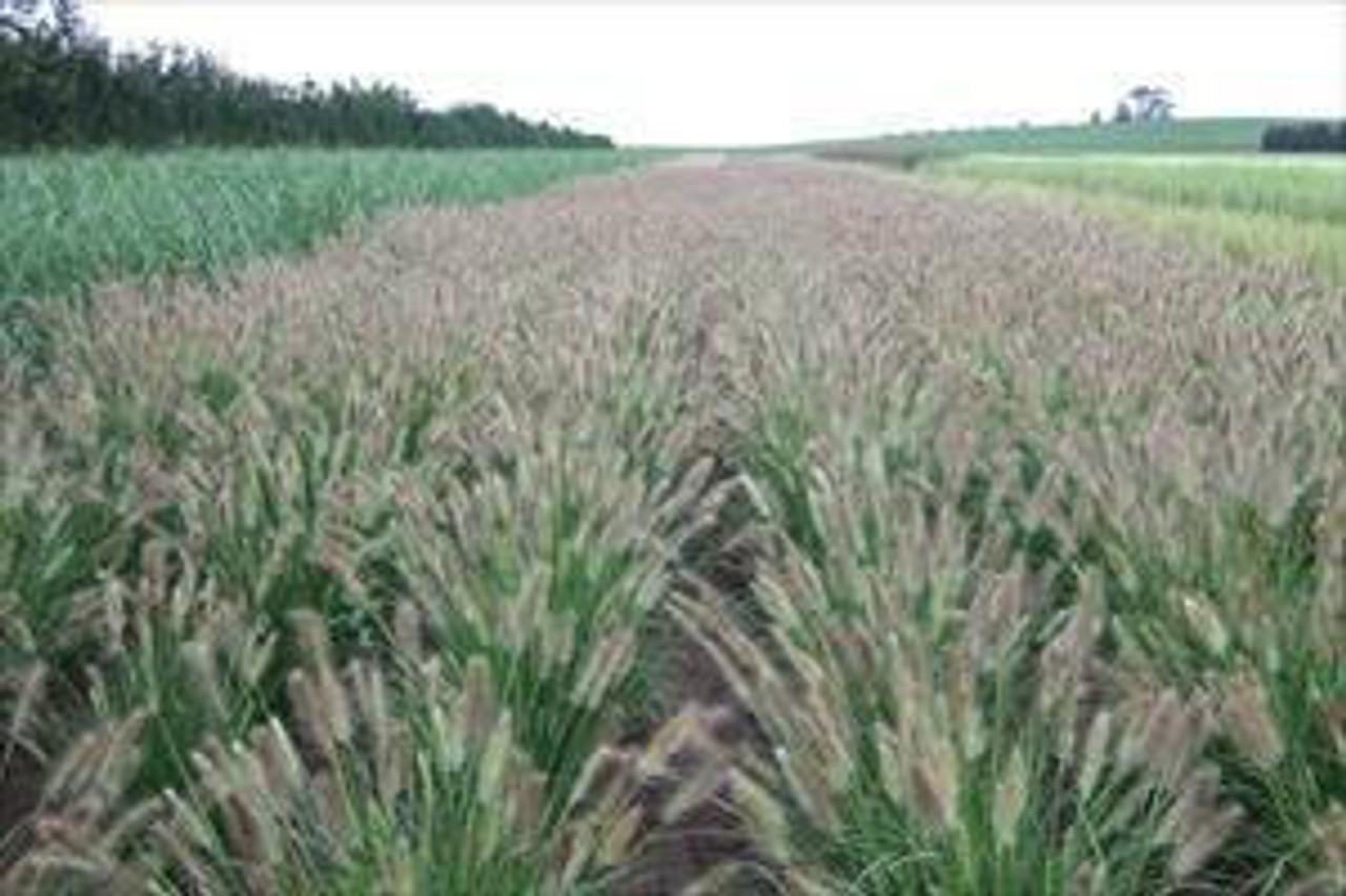 Pennisetum alopecuroides 'Desert Plains' PP20751 (4) 1-gallons