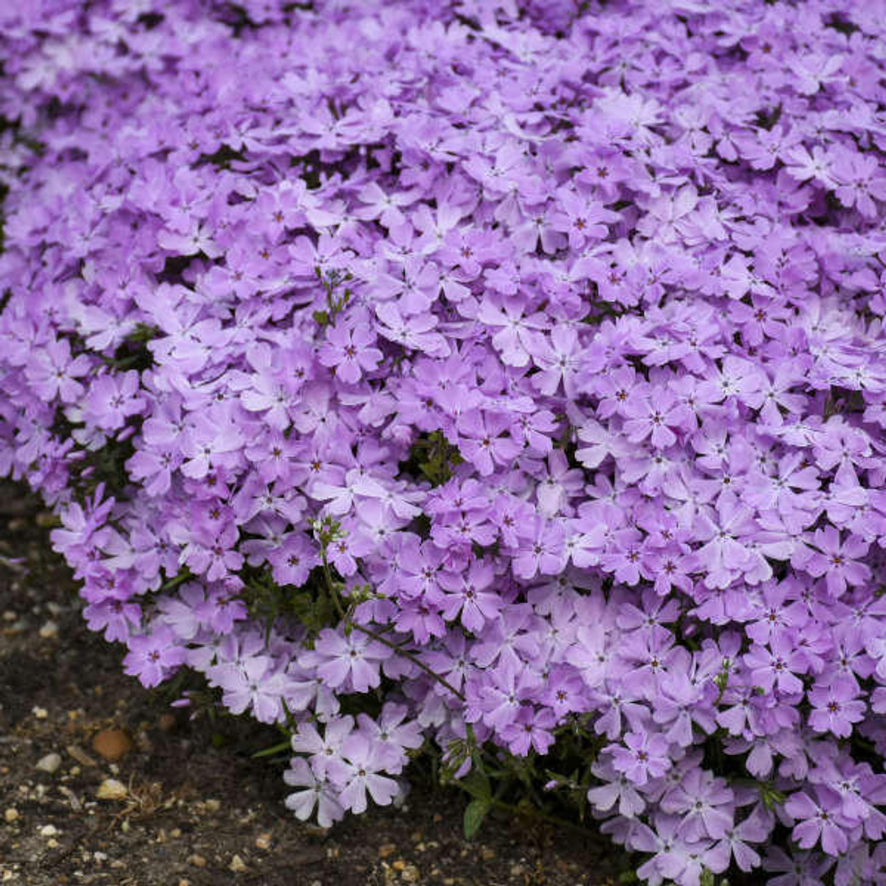 Phlox s. 'Pink Sparkles' PP33276 (4) 1-gallons