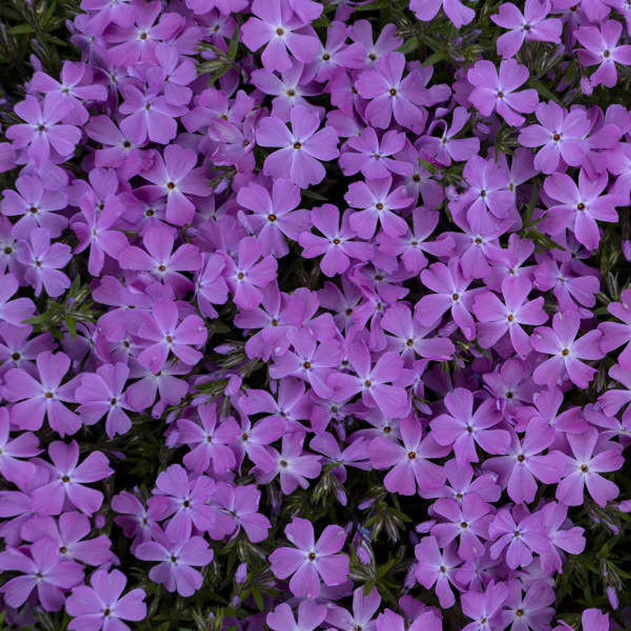 Phlox s. 'Rose Quartz' PP33315 (4) 1-gallons