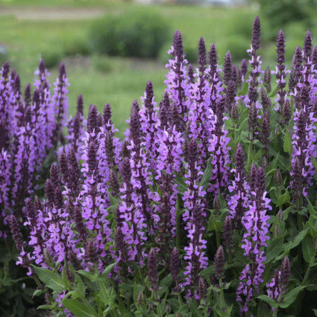 Salvia n. 'Pink Profusion' PP31435 (4) 1-gallons