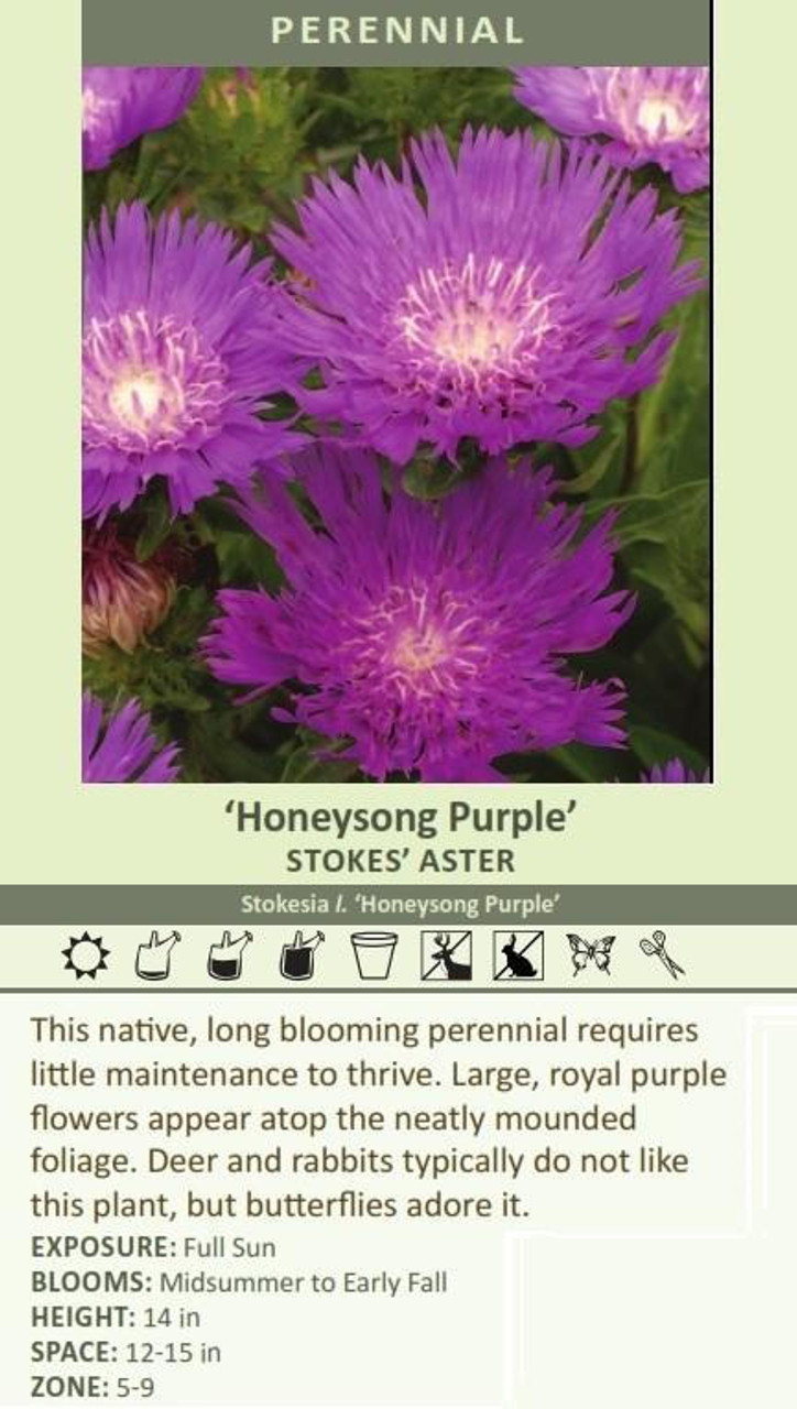 Stokesia laevis 'Honeysong Purple' (4) 1-gallons