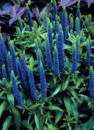 Veronica spicata 'Royal Candles' shipped from Grower to your door