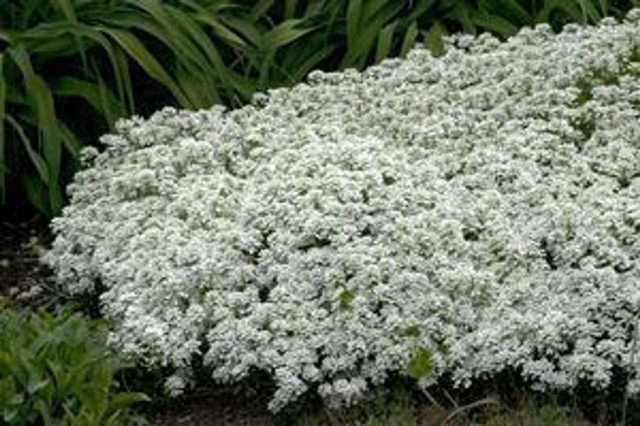 Iberis sempervirens 'Purity' (3.5 inch pot)