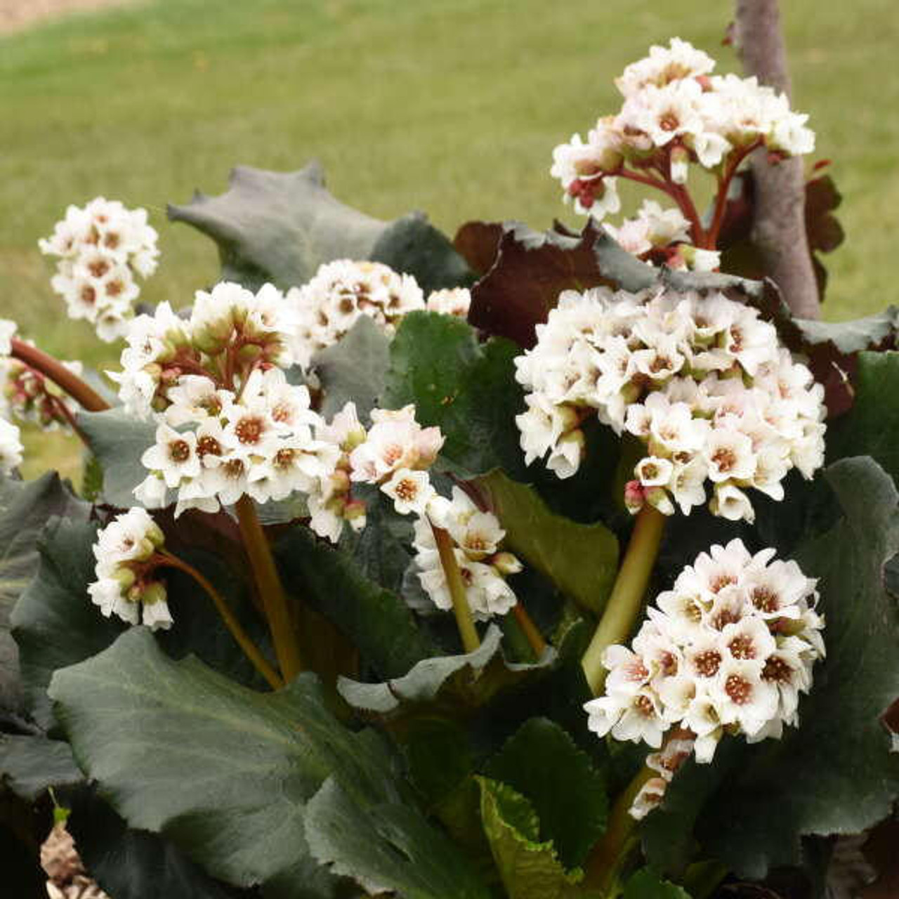Bergenia 'Happily Ever After' PPAF (20)ct Flat
