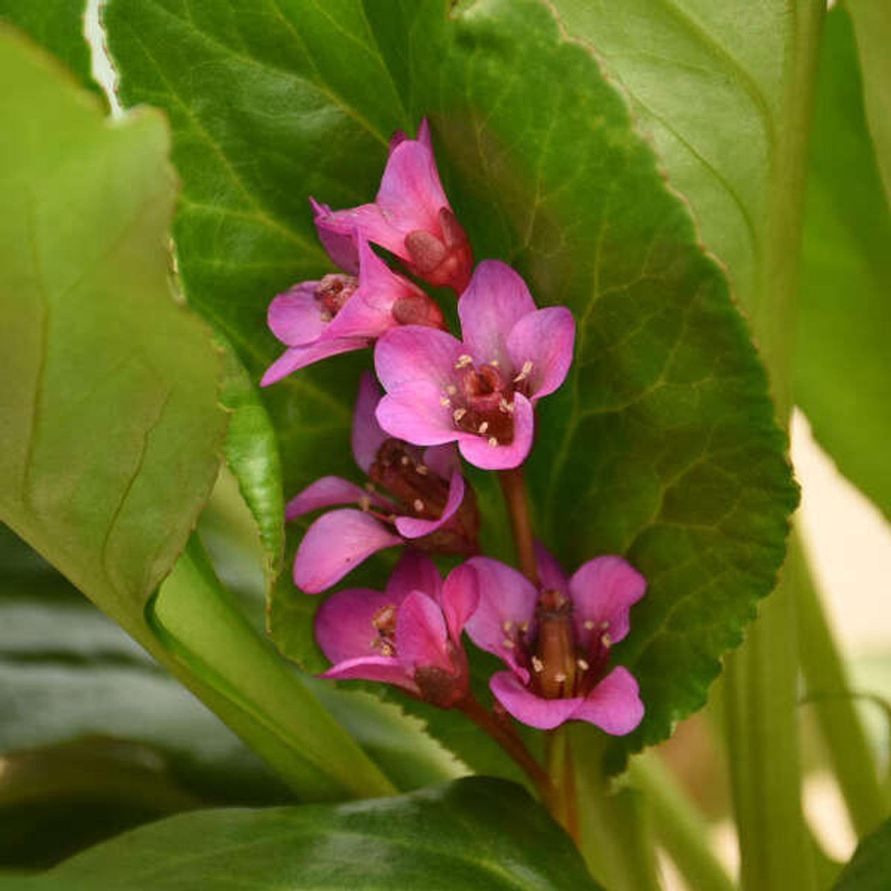 Bergenia 'Once upon a Dream' PPAF (20)ct Flat