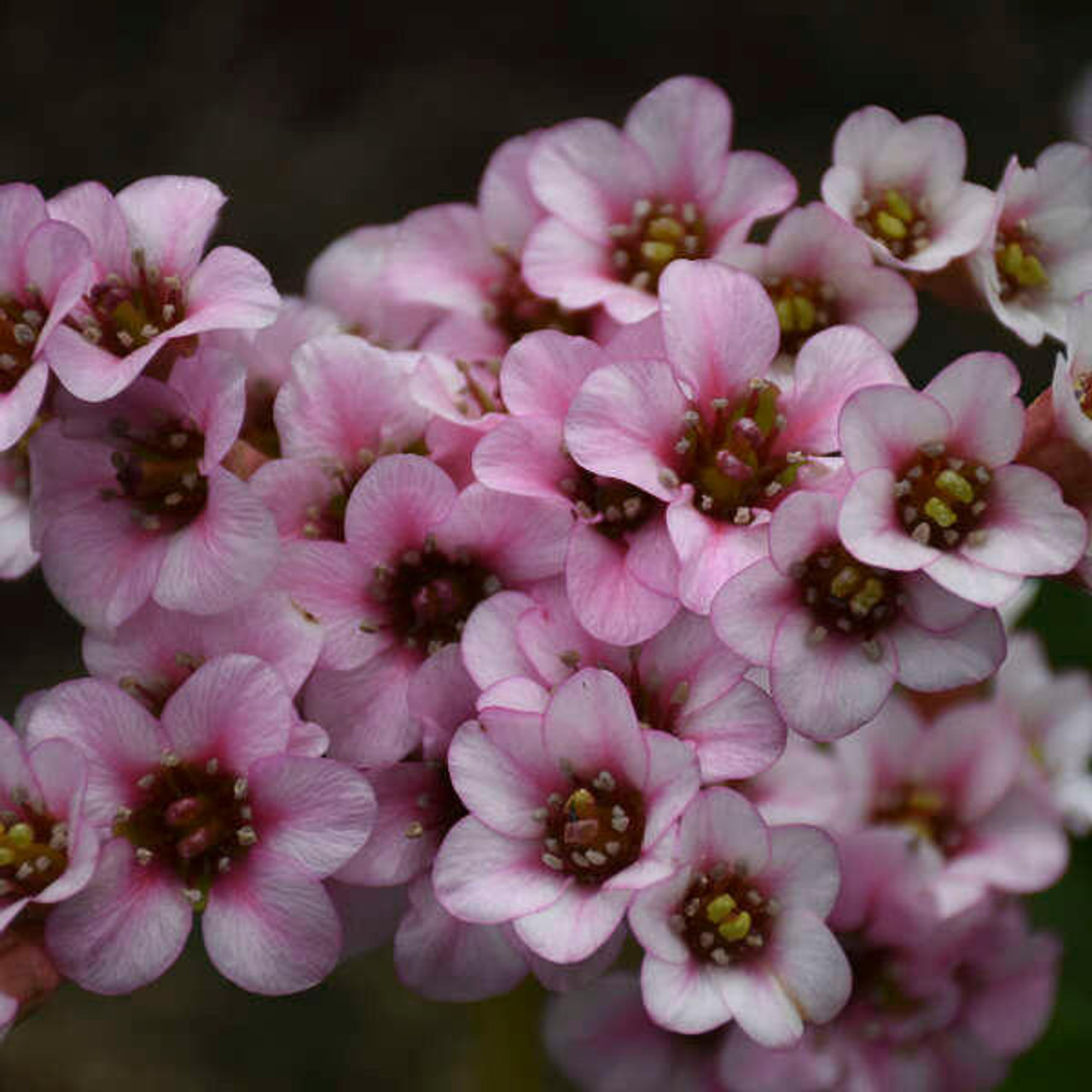 Bergenia 'Peppermint Patty' PPAF (20)ct Flat