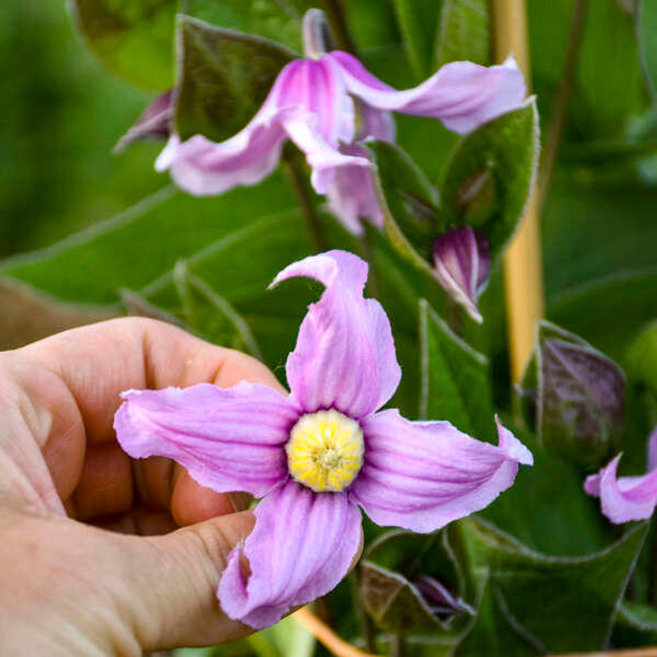 Clematis 'Stand by Me Pink' PPAF (25) BR Plants