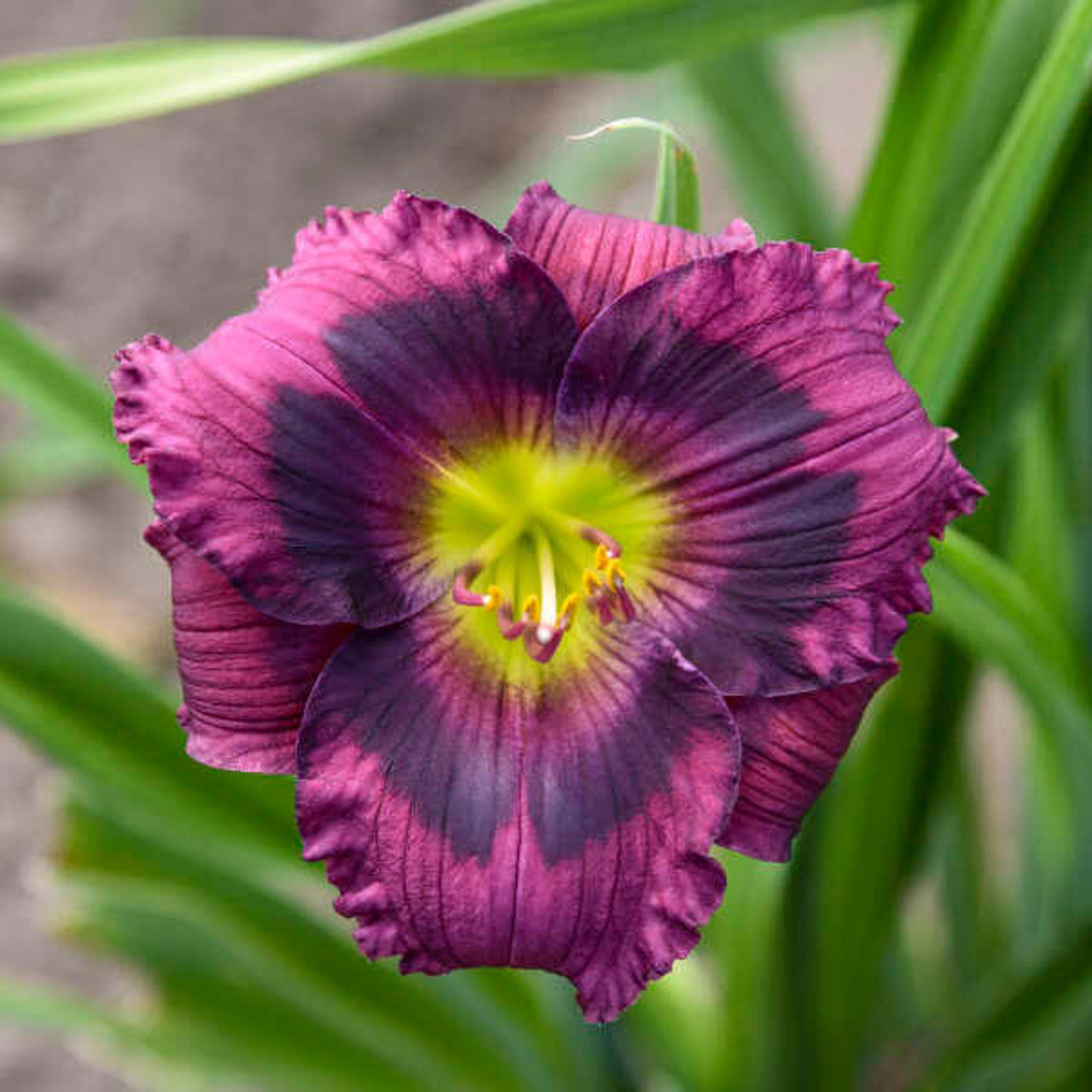 Hemerocallis 'Kansas Kitten' (25) BR Plants