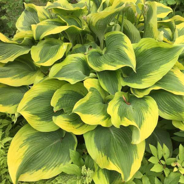 Hosta Atlantis shipped from Grower to your door