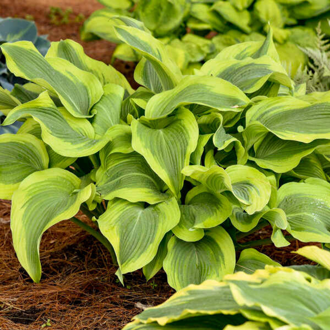 Hosta 'Atlantis' PP17093 (20)ct Flat