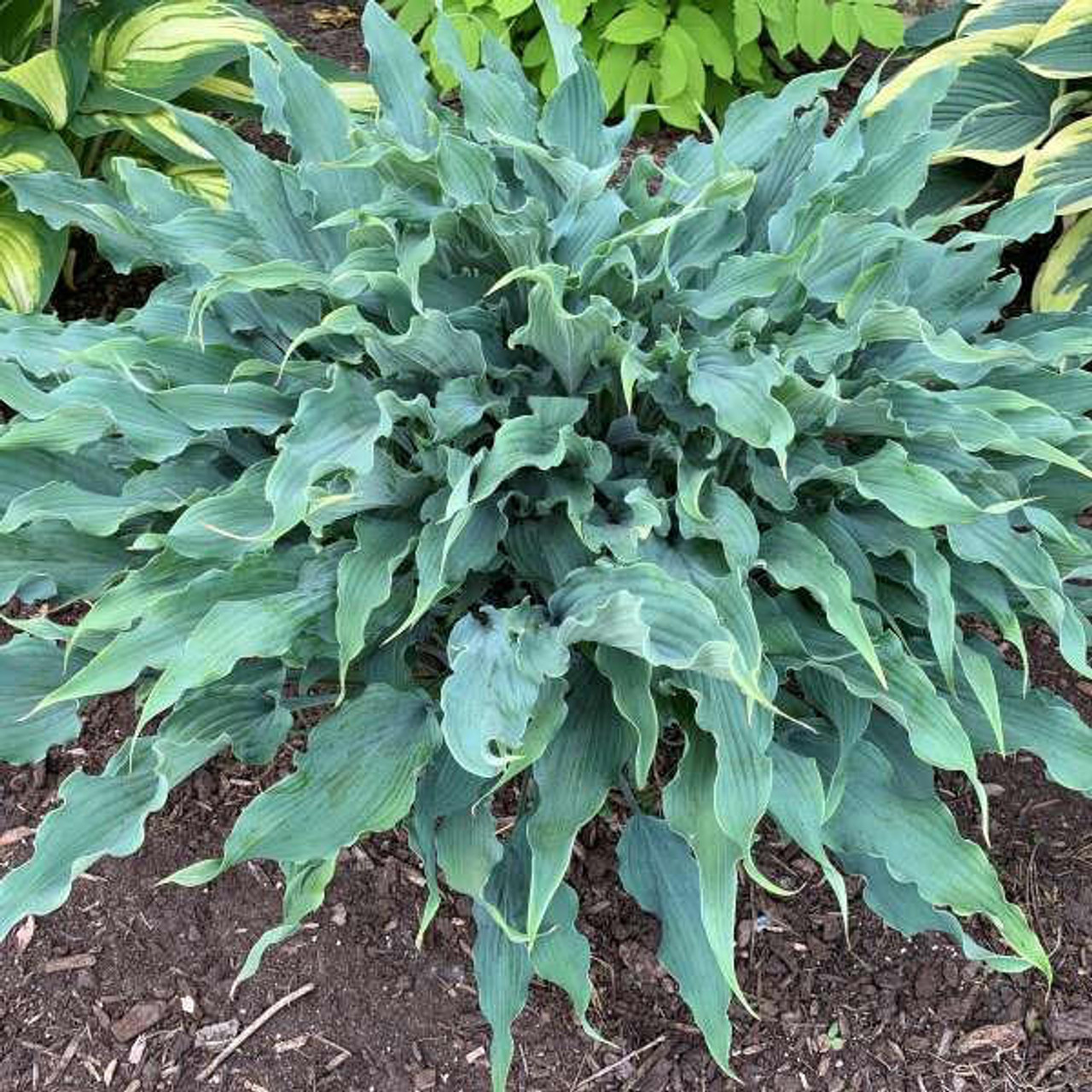 Hosta 'Wild Imagination' PP34269 (20)ct Flat