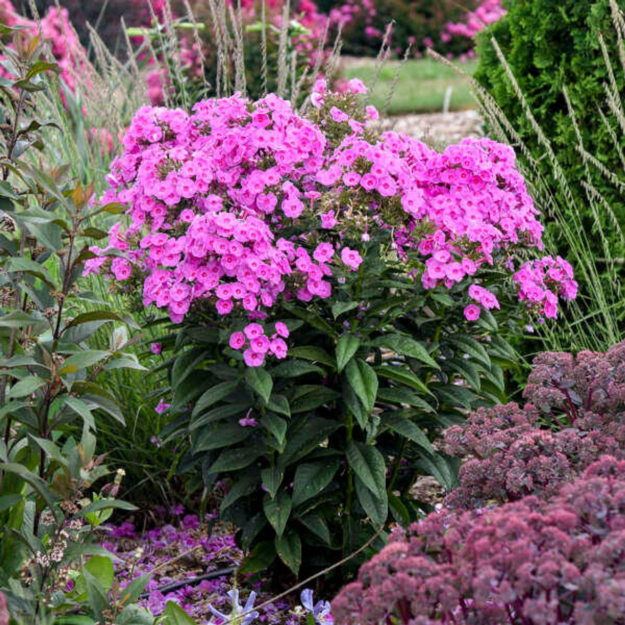 tall pink phlox