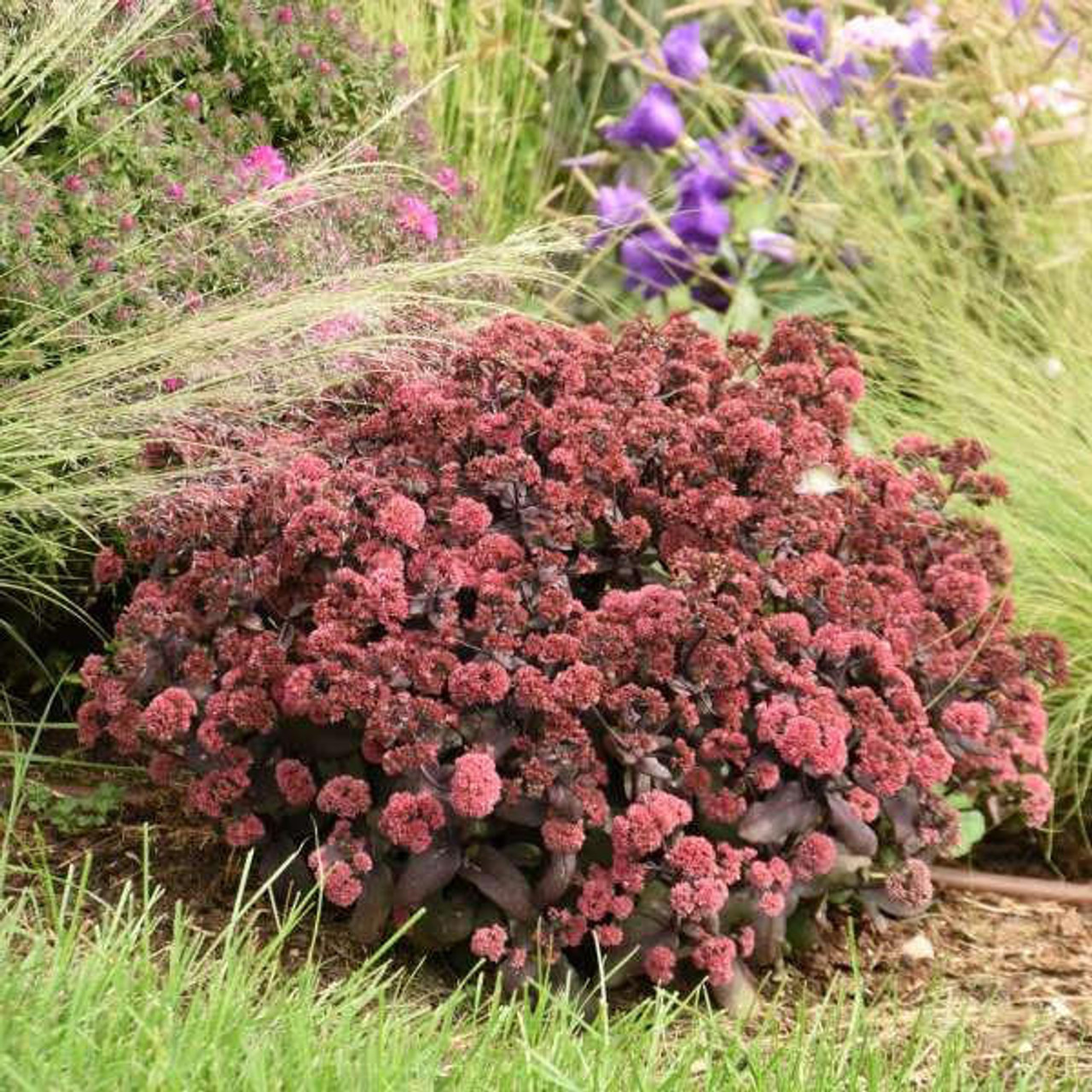 red sedum ground cover plants