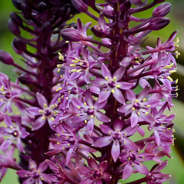 Eucomis??¨ Eucomis 'African Night' PP31155 (25) BR Plants