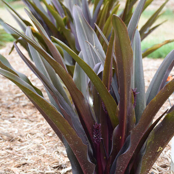 Eucomis??Â¨ Eucomis 'Purple Reign' PP35161 (25) BR